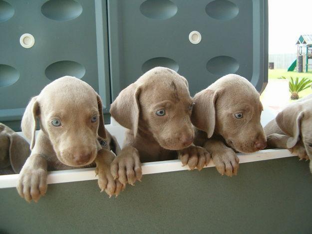 Camada de bracos de weimar ( weimaraner )