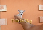 Chihuahua de Capricho - mejor precio | unprecio.es