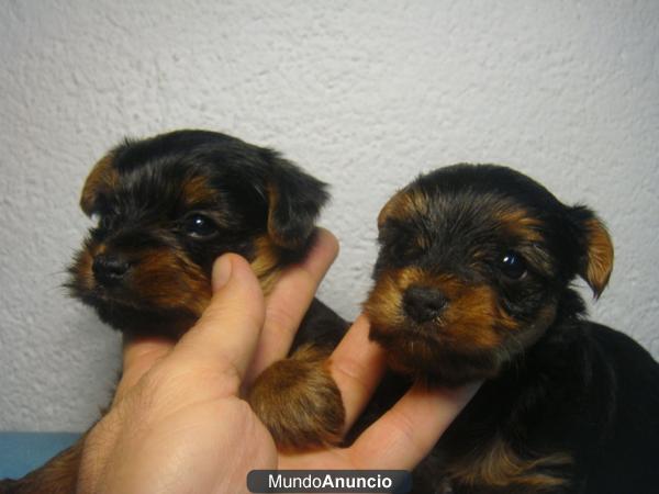 miniaturas de yorkshire terrier