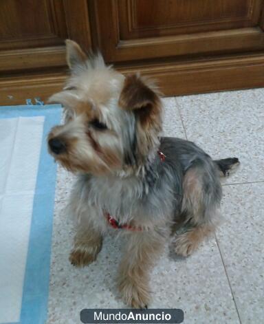 Se vende preciosos yorki