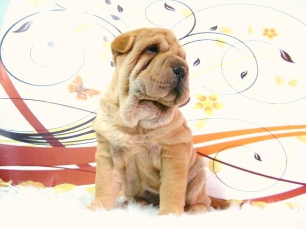 SHAR PEI CACHORROS LISTOS PARA ENTREGAR