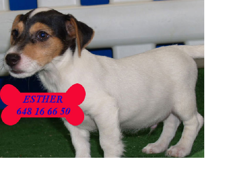 ¡Increibles Jack russel, espectcaulares!