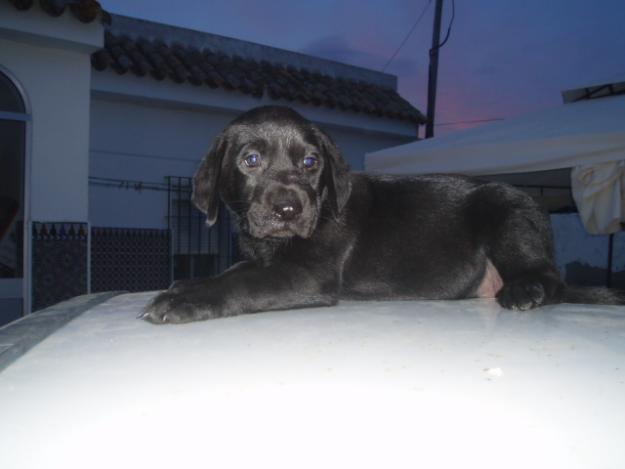 Última cachorrita de Labrador Retriever con pedigree, solo 200 euros.