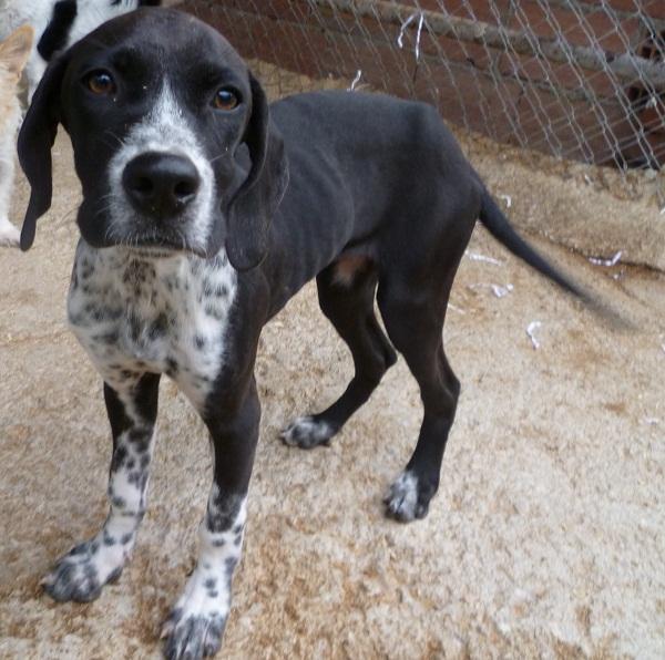 Ayumi, pequeña pointer en adopción URGENTE‏