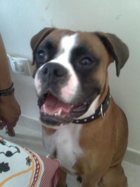 Boxer busca novia