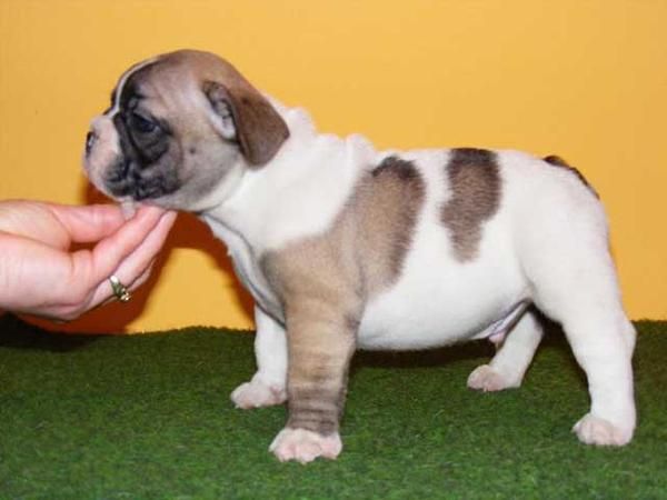 Bulldog Francés, pedigrèe impresionante, desde280