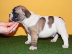 Bulldog Francés, pedigrèe impresionante, desde280 - mejor precio | unprecio.es