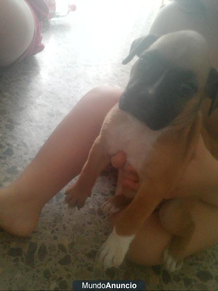 cachorro boxer