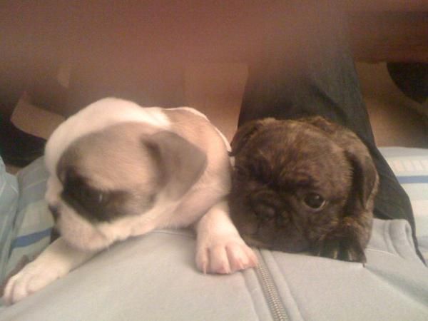 Cachorros de Bulldog Frances