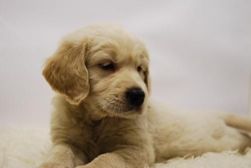 calidad en nuestras camadas de golden , perros de calidad, color canela dos meses