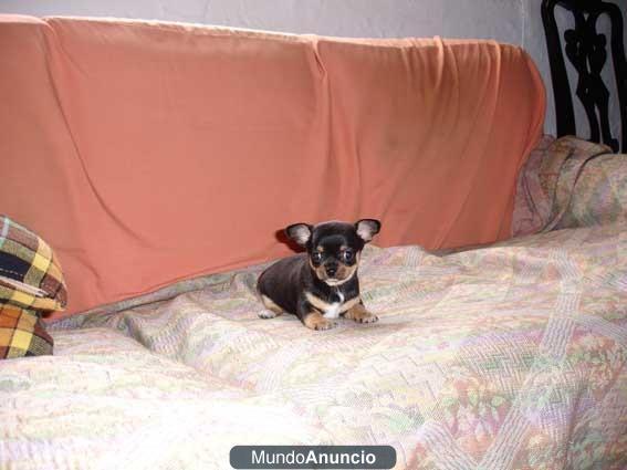 Chihuahua cabeza manzana