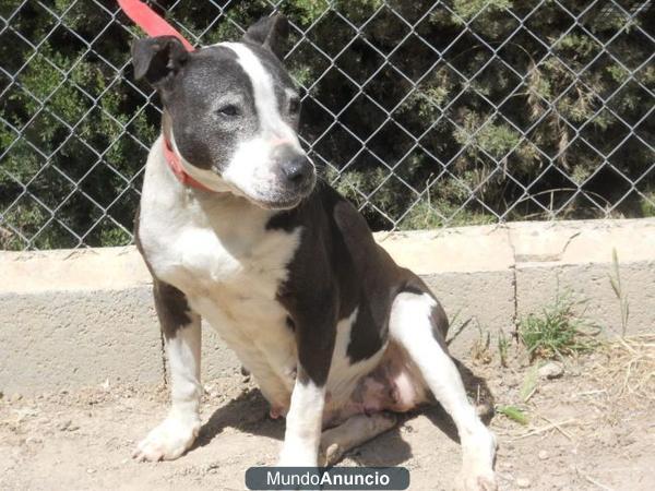 LAIKA abuelita pittbull en la perrera, busca familia