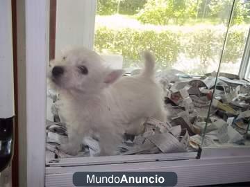 Lindos cachorritos: westy, bichon maltes, bulldog frances, chihuahua...