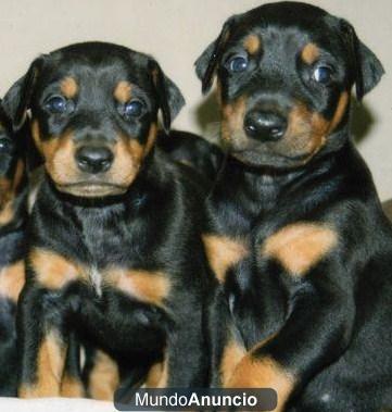 Lindos cachorros de Doberman