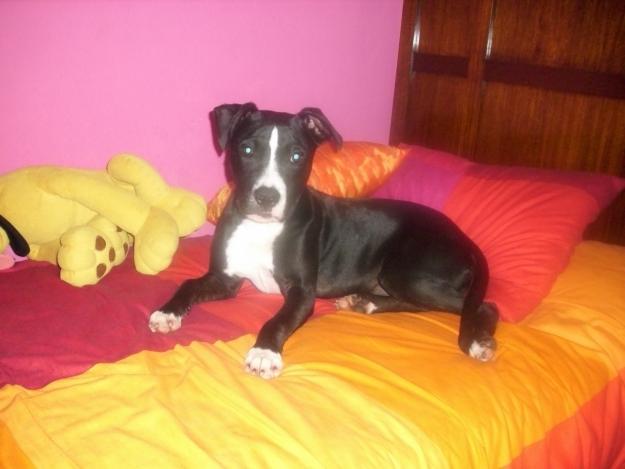 Pit bull busca novia