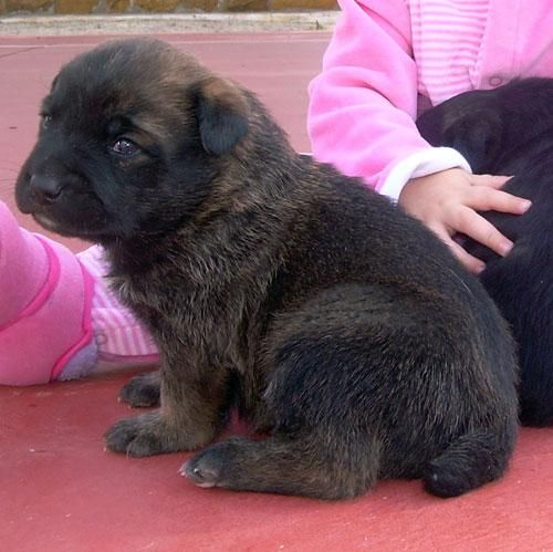 REGALO CACHORROS