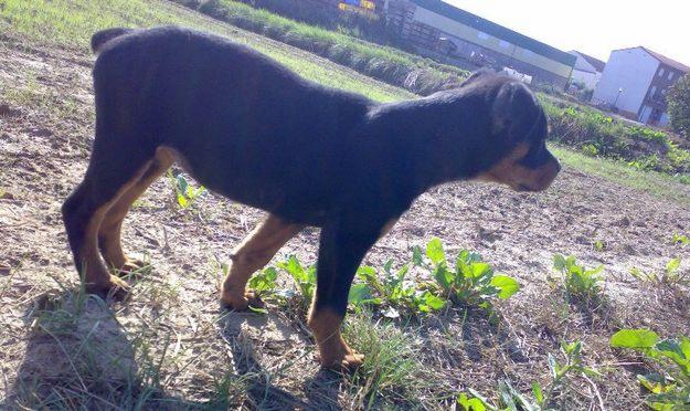 ROTTWEILER cachorro hembra