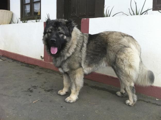 VENDO CACHORRO MACHO PASTOR DEL CAUCASO