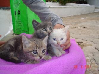 Blu, kimbo y tami tres gatitos abandonados en una caja