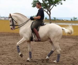 CABALLO PERLA EN SAN JORGE con passage y piaffe