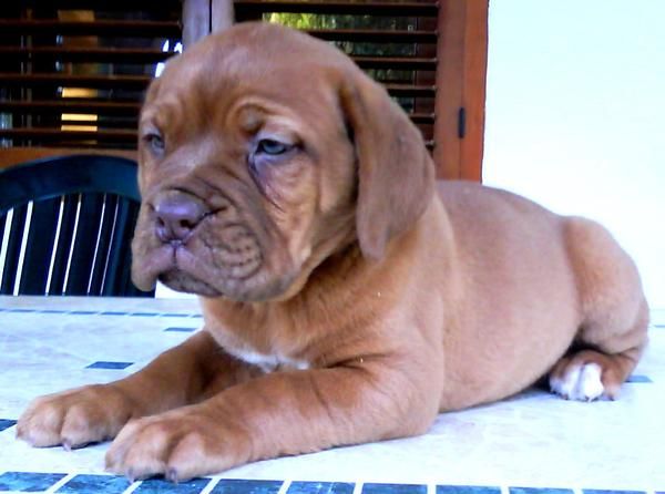 Cachorras Dogo de Burdeos