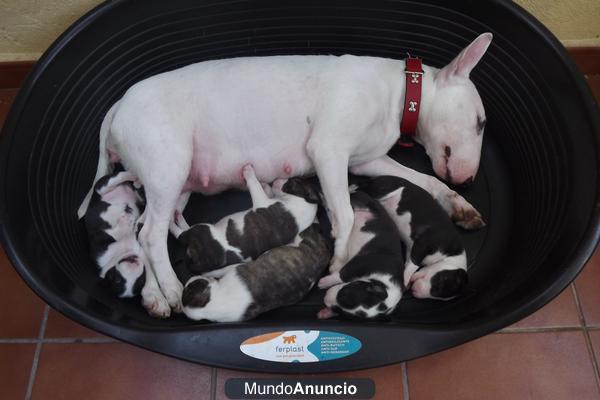 Cachorros Bullterrier