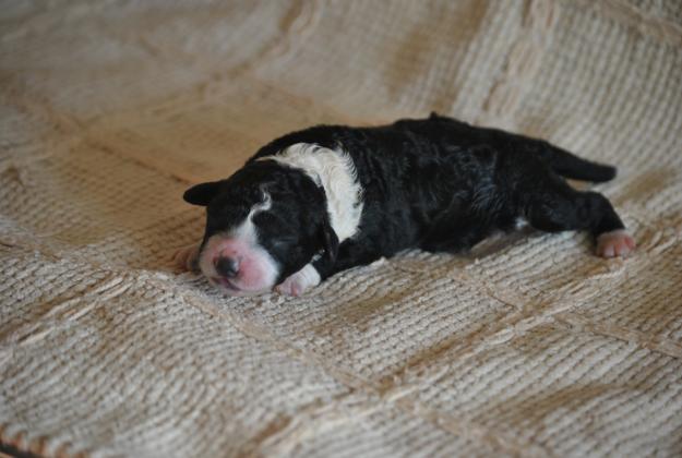 cachorros de perro de agua español