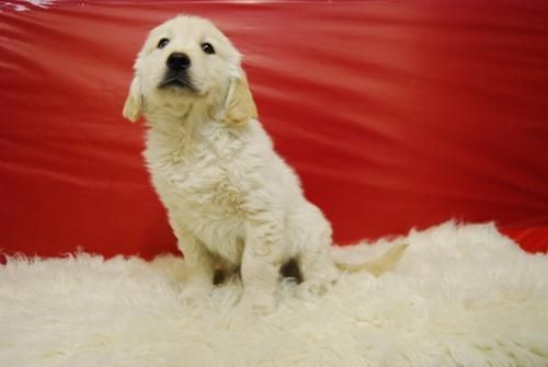 camada de golden retriever, cachorros de dos meses,con pedegree