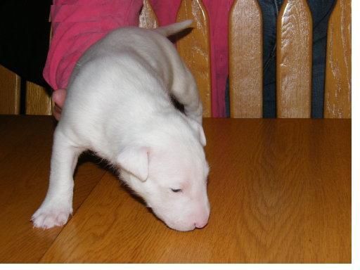 de color blanco puro en color, 10 semanas de edad y también que es un bull terrier hembra