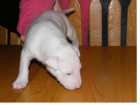 de color blanco puro en color, 10 semanas de edad y también que es un bull terrier hembra - mejor precio | unprecio.es