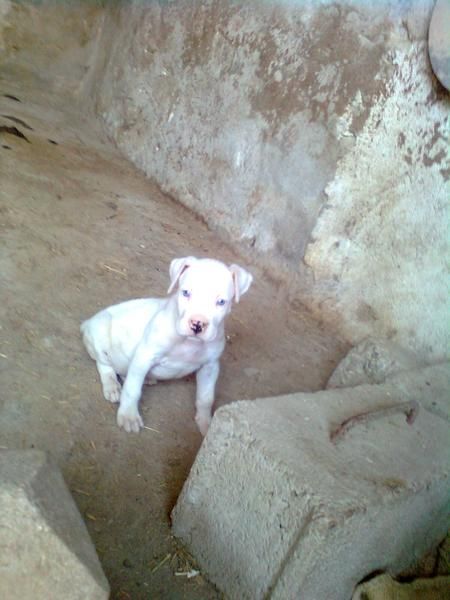 dogos argentinos