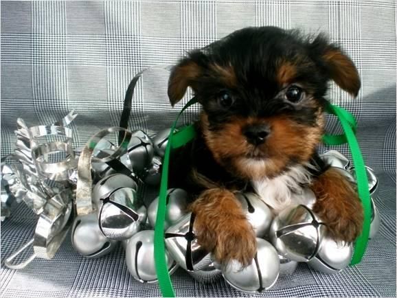 YORKSHIRE TERRIER ENANO CACHORROS PRECIOSOS 90 EUROS