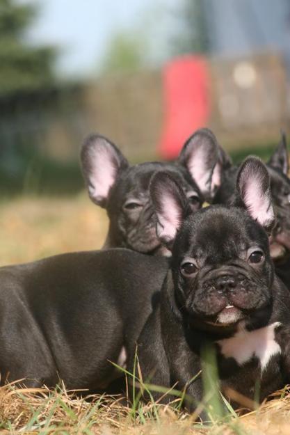 Bulldog frances negros, cachorros de dos meses