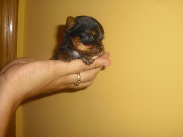 cachorritos yorkys,,minis y toy ,