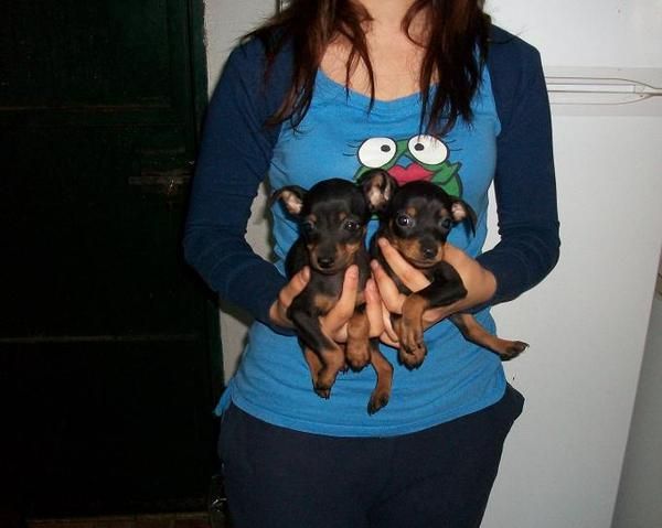 Cachorros de mini pincher