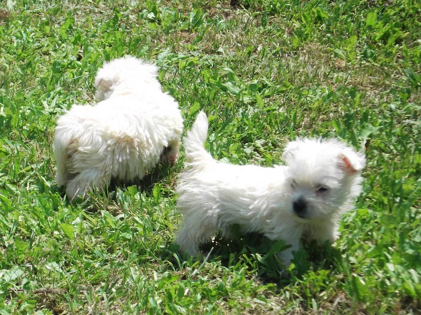 cachorros de westy