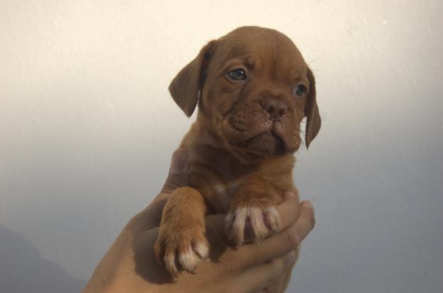 Dogos de Burdeos (Bordeaux) de talla pequeña y anchos