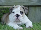 Preciosa Inglés bulldog cachorros gratis adopción. -Tenerife - mejor precio | unprecio.es