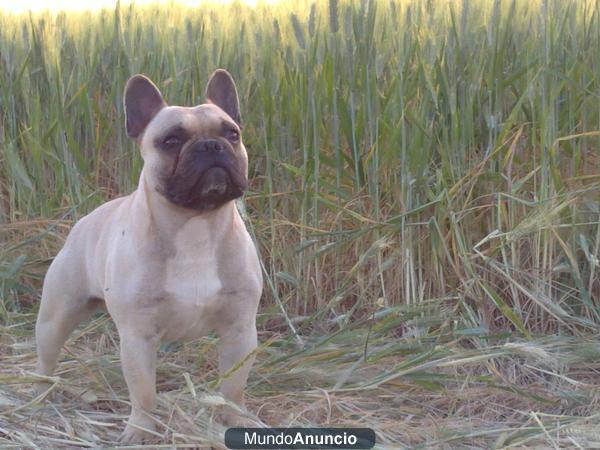 Se ofrece macho bulldog para montas