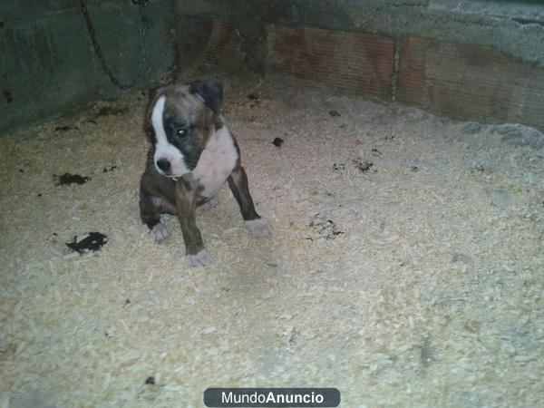 Vendo cachorros de boxer