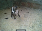 Vendo cachorros de boxer - mejor precio | unprecio.es