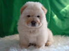 Chow Chow blancos camada expectacular - mejor precio | unprecio.es