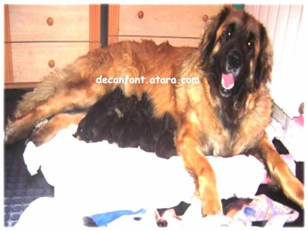 Excelente camada de leonberger