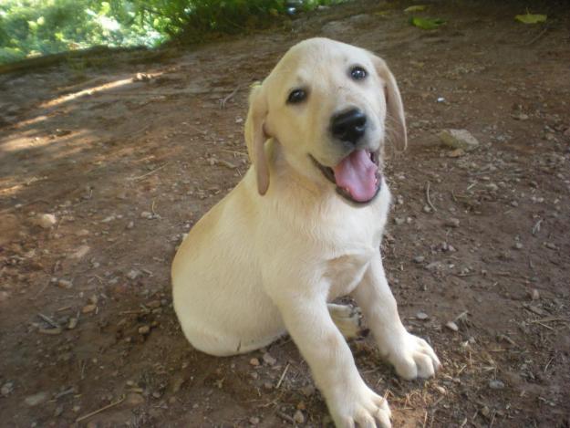 labrador   cachorro  en barcelona