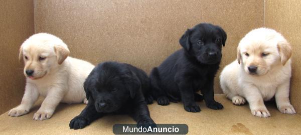 LABRADORES DORADOS 200€ Y NEGROS 190€