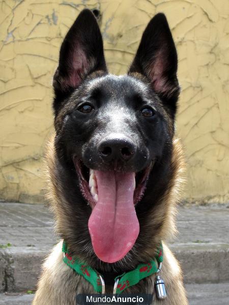 PASTOR BELGA MALINOIS PARA TRABAJO