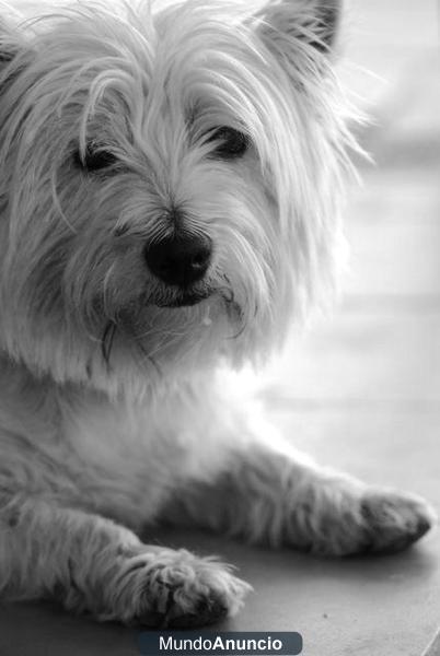 Se ofrece macho de west highland terrier para monta (gratis) a cambio de un cachorro de la camada que nazca