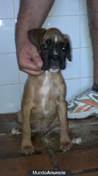 Se venden Cachorros Boxer