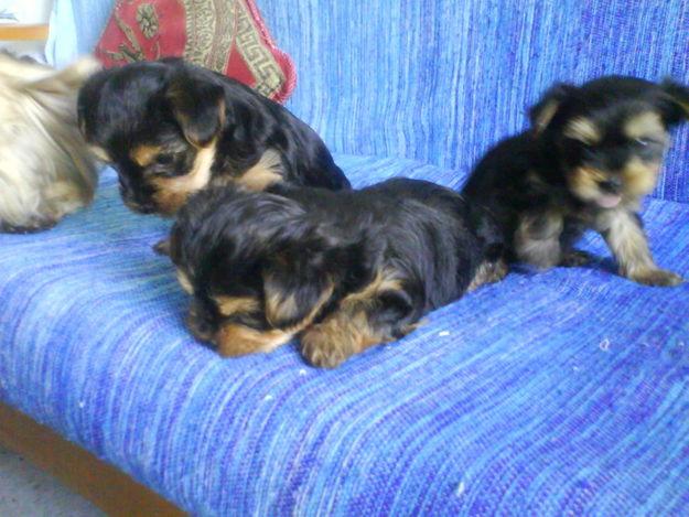 VENDO CACHORROS YORKSHIRE