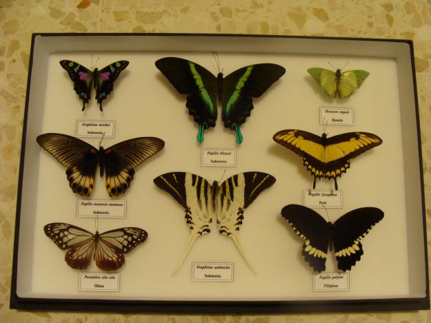 Venta de cuadros de Mariposas/escarabajos (insectos)